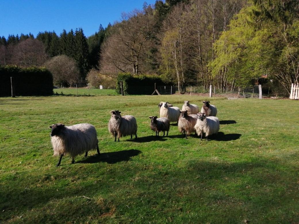 Villa La Gambas Des Bois Saint-Quirin Esterno foto