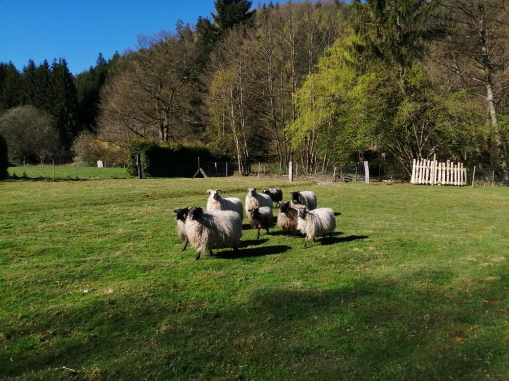 Villa La Gambas Des Bois Saint-Quirin Esterno foto