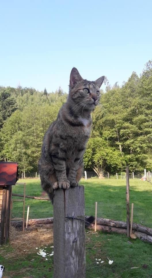 Villa La Gambas Des Bois Saint-Quirin Esterno foto