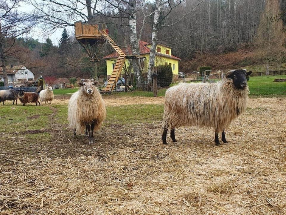 Villa La Gambas Des Bois Saint-Quirin Esterno foto