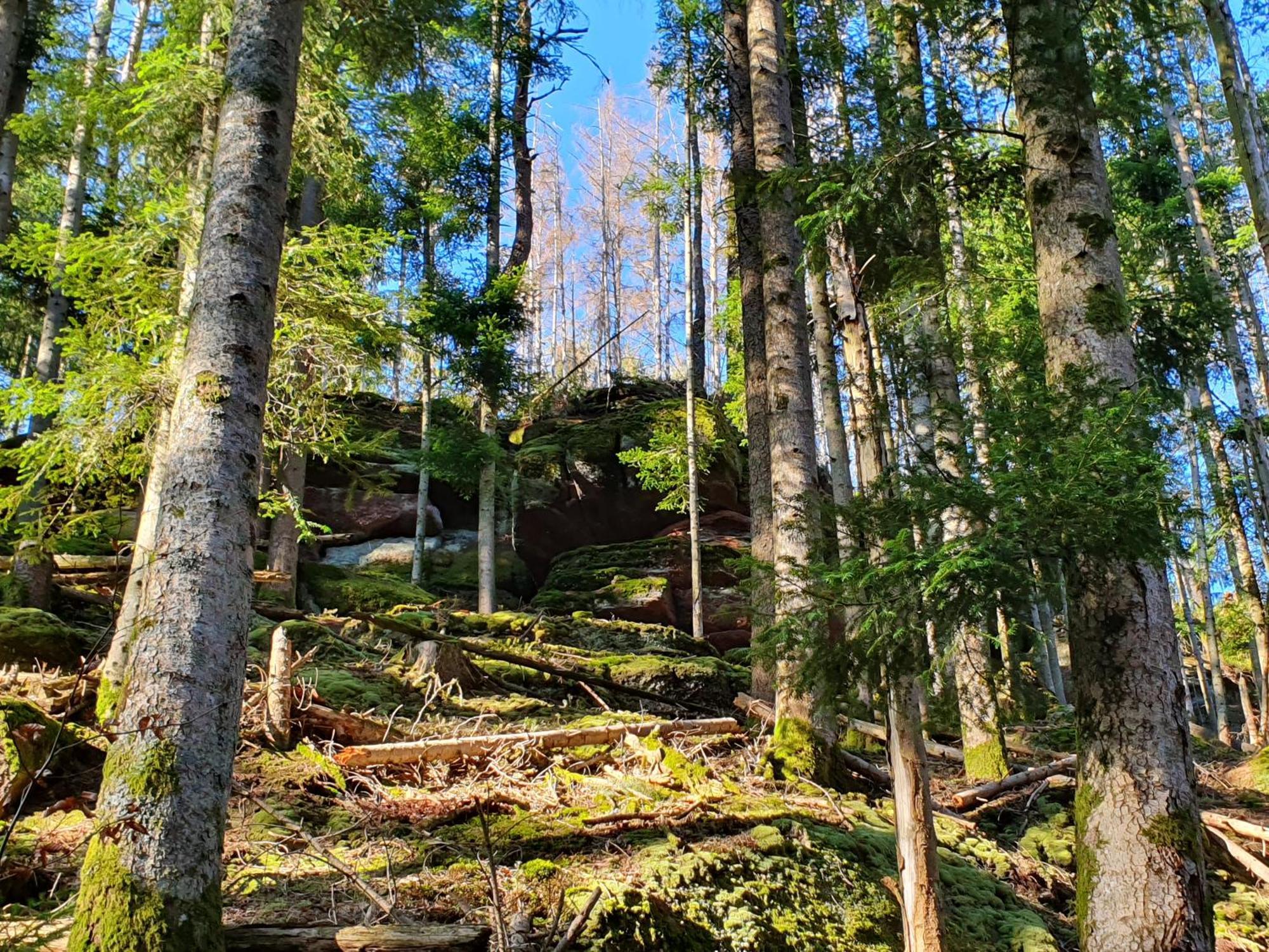 Villa La Gambas Des Bois Saint-Quirin Esterno foto